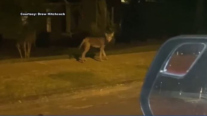 Coyote sightings